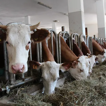 Jaegerhaus Farma Cortina dʼAmpezzo